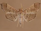 Lamprosema niphealis